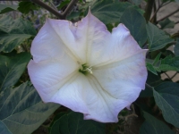 Datura Flower - a la Georgia O'Keefe